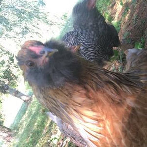 Meet your Posher, Sunny